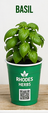 Basil Starts