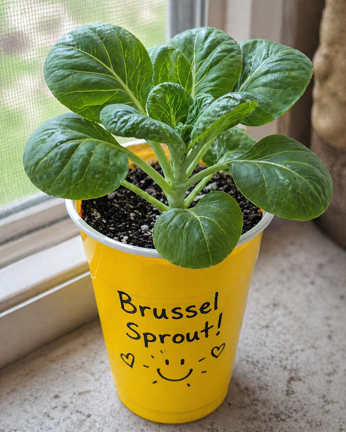 Brussels Sprouts