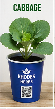 Cabbage Starts