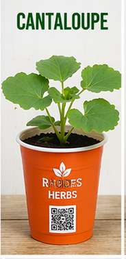 Cantaloupe Starts