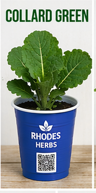 Collard Greens