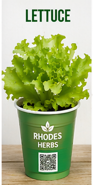 Lettuce Starts